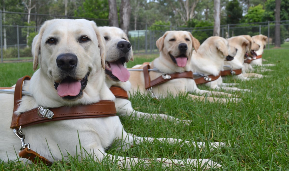 Guide Dogs NSW The Centre for Volunteering