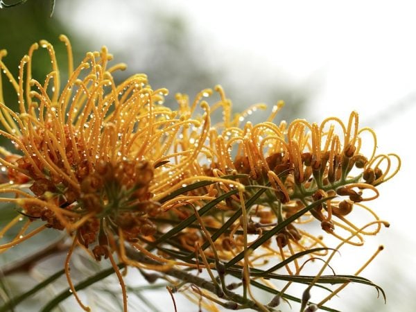 Many good turns for Hunter volunteer gardener